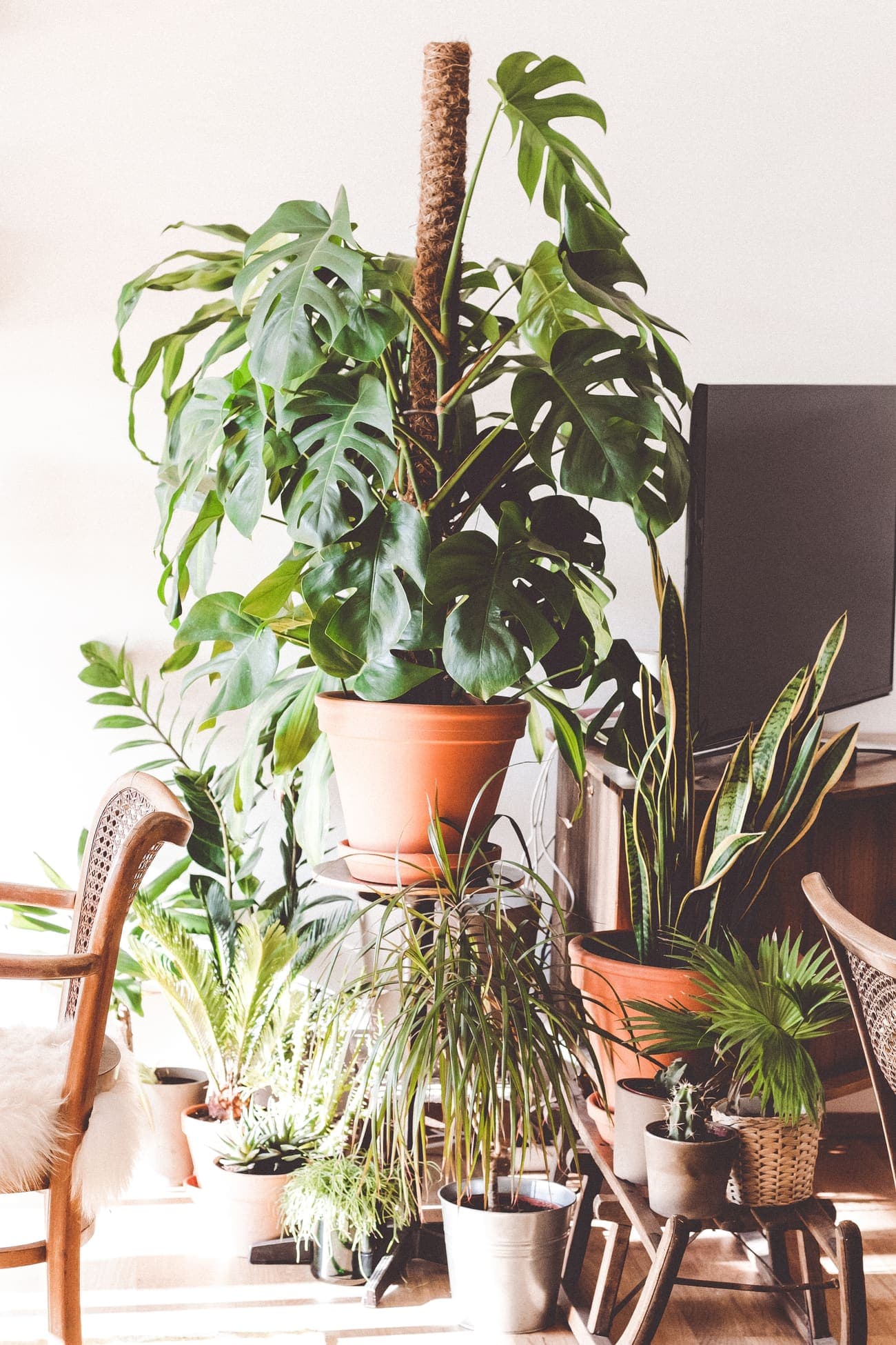 Coin salon avec plantes vertes en pots de terre cuite et chaise cannée